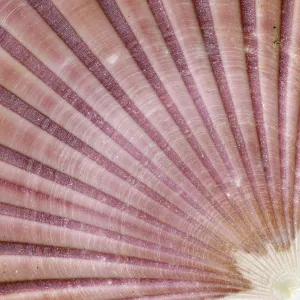 Empty Deserted Beach Scene Drucke: Detail of the surface of a seashell