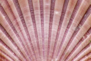 Close Up Seashell Drucke: Detail of the surface of a seashell