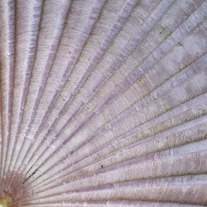 Uninhabited Coastline Photo Drucke: Detail of the surface of a seashell