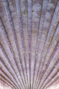 Empty Deserted Beach Scene Drucke: Detail of the surface of a seashell