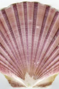 Bivalve Mollusk Drucke: Detail of the surface of a seashell
