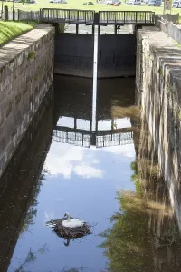 Germany Fauna Images Drucke: A swan is brooding at the floodgate