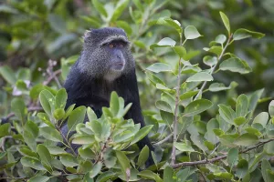 Tanzania National Parks Drucke: Sykes monkey (Cercopithecus mitis)