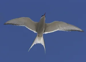Seabird Wildlife Drucke: Tern