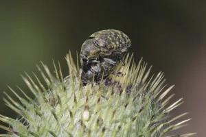 Insect Mating Season Drucke: Thick moth copulation