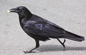 Carrion Crow Images Drucke: Thieving