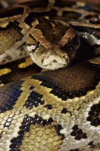 Constrictor Snake Species Drucke: Tiger python (Python molurus)