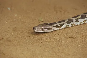 Constrictor Snake Drucke: Tiger python (Python molurus)