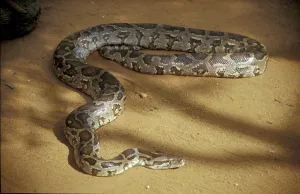 Constrictor Snake Drucke: Tiger python (Python molurus)