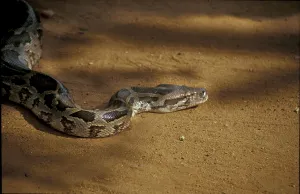 Constrictor Snake Drucke: Tiger python (Python molurus)