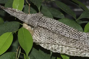 Gerahmter Druck : Tigerpython, gestreifte Haut (Python molurus bivittatus) Gerahmter Druck : Tigerpython, gestreifte Haut (Python molurus bivittatus)