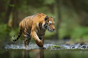Tiger-Wildtier-Szene, wilder Katze