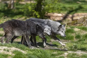Uninhabited Wilderness Drucke: Timberwolf