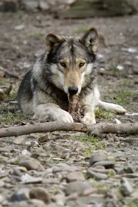 Canine Wildlife Images Drucke: Timberwolf