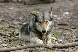 Wolf Wildlife Photography Drucke: Timberwolf