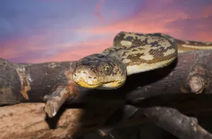 Gerahmter Druck : Timorpython, Python timoriensis Gerahmter Druck : Timorpython, Python timoriensis