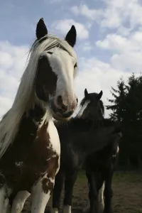Cart Horse Breeds Drucke: Tinker