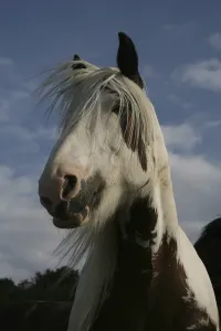 Cart Horse Breeds Drucke: Tinker