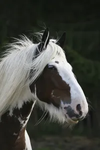 Thoroughbred Breed Drucke: Tinker