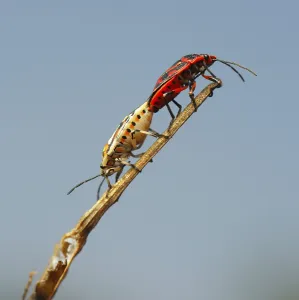 Insect Mating Behavior Drucke: Two tiny bug mate on a blade of grass