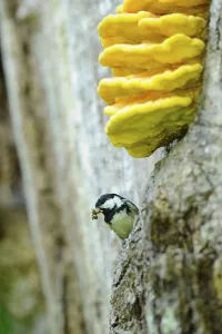 Southern Germany Nature Views Drucke: Tit looking curiously out of a tree