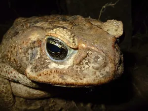 Batrachian Wildlife Drucke: Toad