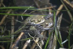 European Toad Habitat Drucke: Toad biplane