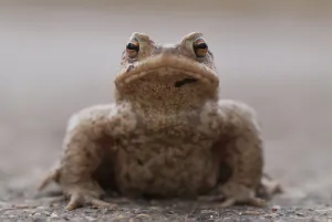Amphibian Conservation Drucke: Toad (Bufo bufo)