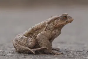 Amphibian Conservation Drucke: Toad (Bufo bufo)