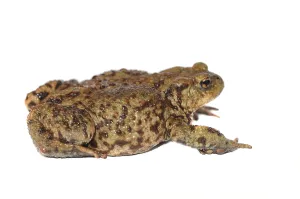 Common Toad Images Drucke: Toad (Bufo bufo complex)