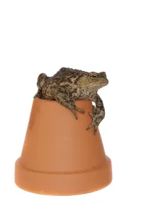 Uninhabited Studio Background Drucke: Toad (Bufo bufo complex) on a flower pot