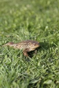 European True Toad Drucke: Toad (Bufo bufo complex) on the grass