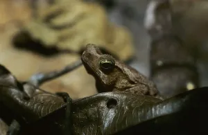 True Toads Habitat Drucke: Toad (Bufo margaritifera)