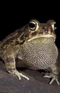 True Toads Habitat Drucke: Toad (Bufo regularis)
