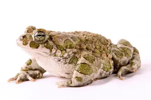 True Toad Images Drucke: Toad (Bufo viridis)