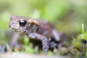 Close Up Wildlife Shots Drucke: Toad close up in a bog