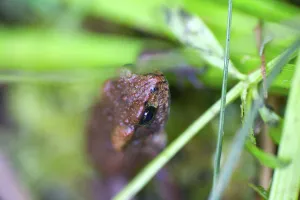 Wildlife Photography Wetlands Drucke: Toad close up in a bog