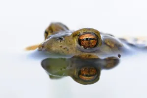 Nature Europe Drucke: Toad eyes... Common toad (Bufo bufo)
