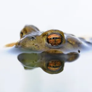 Amphibians In Europe Drucke: Toad eyes... Common toad (Bufo bufo)