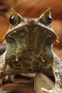 Batrachian Animals Drucke: Toad frog, Toad frog, Toad frog