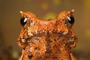 Holarctic True Frogs Images Drucke: Toad frog, Toad frogs, Toad frogs