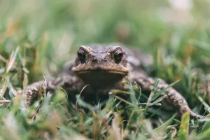 Wildlife Natural Environment Drucke: Toad in a meadow