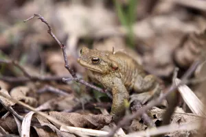 Amphibian Conservation Drucke: Toad migration