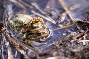 Toad Migration Drucke: Toad migration