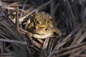 Toad Migration Drucke: Toad migration