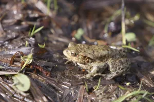 European Toad Habitat Drucke: Toad migration