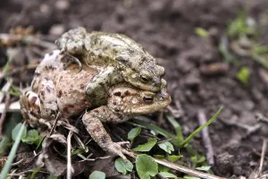 Amphibian Reproduction Drucke: Toad migration