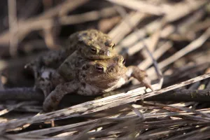 Common Toad Habitat Drucke: Toad migration