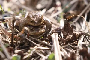 Batrachian Reproduction Drucke: Toad migration