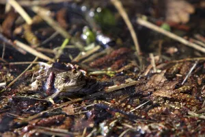 Animal Welfare Conservation Drucke: Toad migration